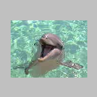 Dolphin-2.jpg