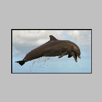 Dolphin_Dive_by_calusa.jpg