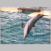 Dolphin_Show_3.jpg