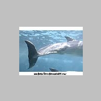 Dolphin_Tail_Stock_by_Della_Stock.jpg