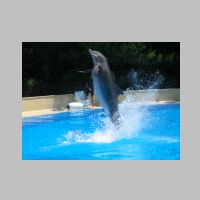 Dolphin__s_Gaze_by_PhotoCkn.jpg