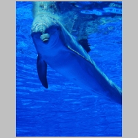 Dolphin_by_dishyfishy.jpg