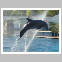Dolphin_by_mariar.jpg