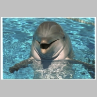 Dolphinb.jpg