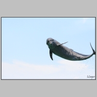 Flying_Dolphin__by_l2oger.png