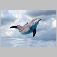 Flying___Dolphin_by_SMSea.jpg