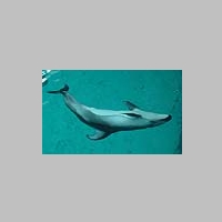 Happyness_is_a_new_dolphin____by_SheddDolphin.jpg
