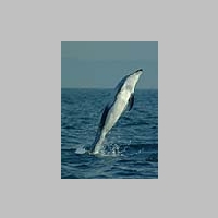 Pacific_white_sided_dolphins_jumping_6.jpg