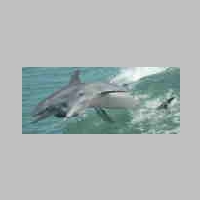 Skritch_Dolphin_01___full_view_by_liquidspoof.jpg