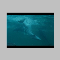 Splash___Dolphin.jpg