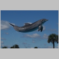 Super_Dolphin.jpg