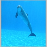 dolphin_by_kazikox.jpg